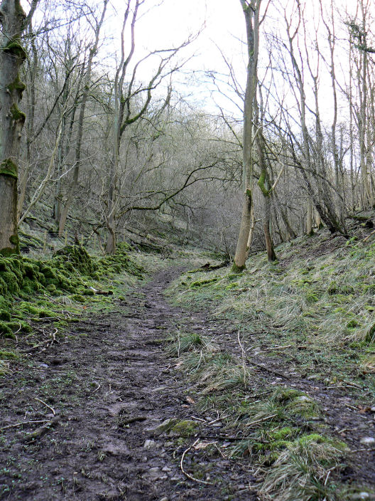 Musden Wood Musden Wood